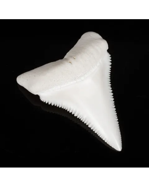Dente di Squalo Bianco