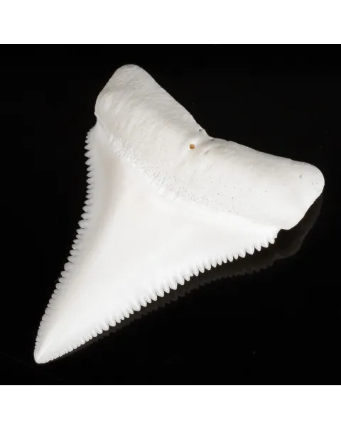 Dente di Squalo Bianco