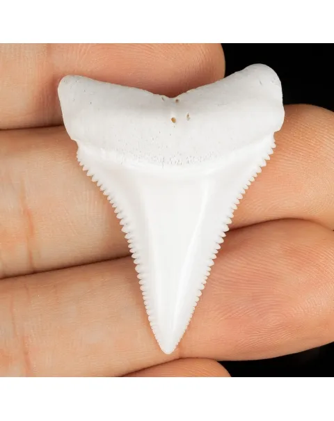 Dente di Squalo Bianco