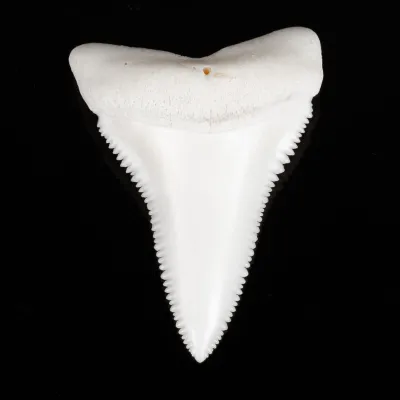 Dente di Squalo Bianco