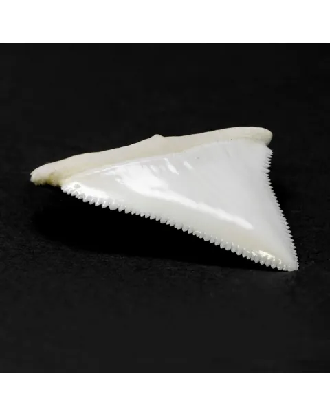 Dente di Squalo Bianco