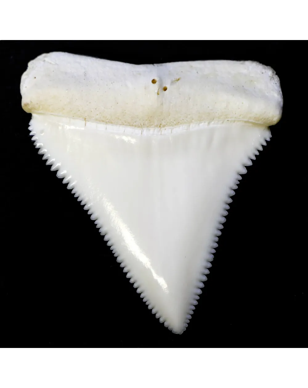 Dente di Squalo Bianco