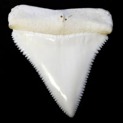 Dente di Squalo Bianco