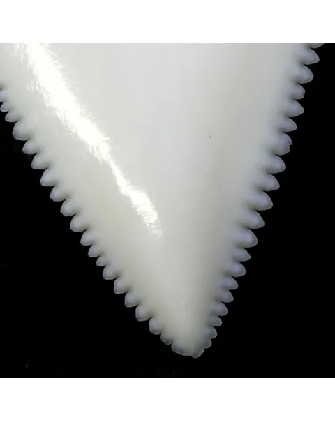 Dente di Squalo Bianco