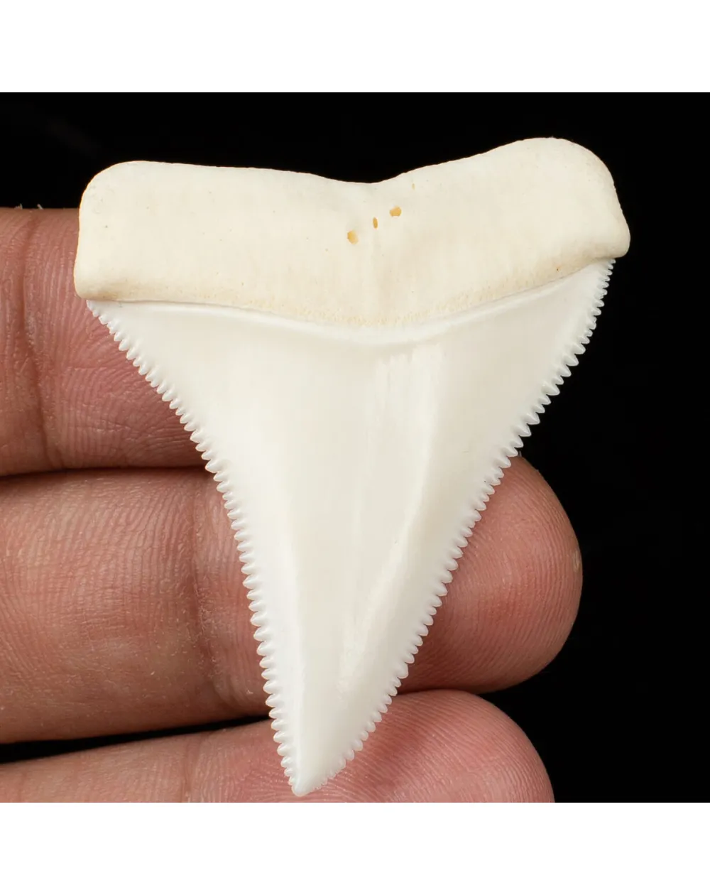 Eccezionale dente superiore destro del Grande Squalo Bianco