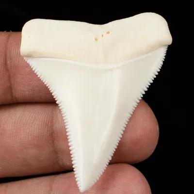 Eccezionale dente superiore destro del Grande Squalo Bianco