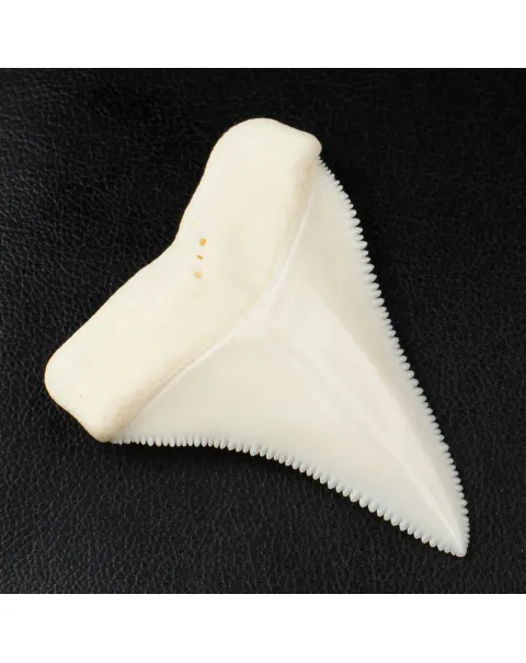 Eccezionale dente superiore destro del Grande Squalo Bianco