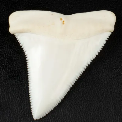 Meraviglioso Dente di Squalo Bianco Gigante.