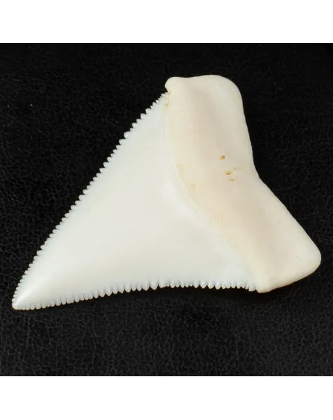 Dente di Squalo Bianco - Superiore Sinistro.