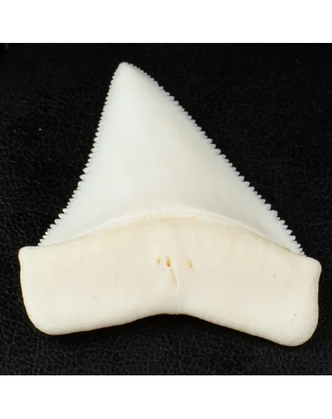 Dente di Squalo Bianco - Superiore Sinistro.