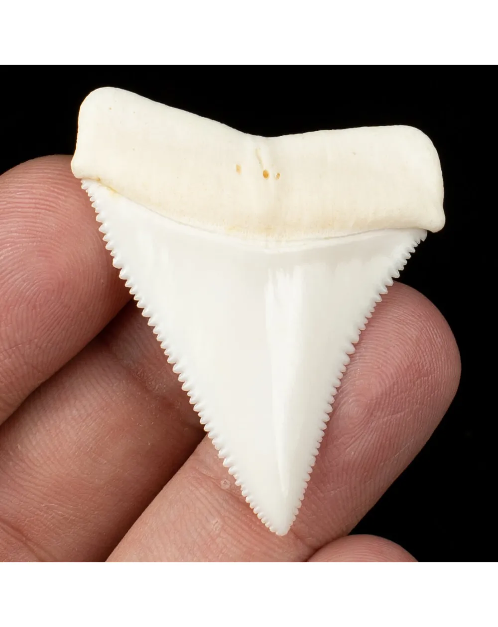 Dente di Squalo Bianco - Superiore Sinistro.