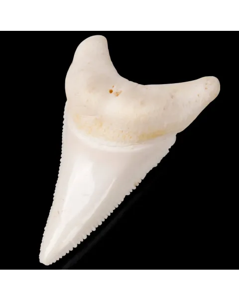 Dente laterale inferiore di Squalo Bianco.