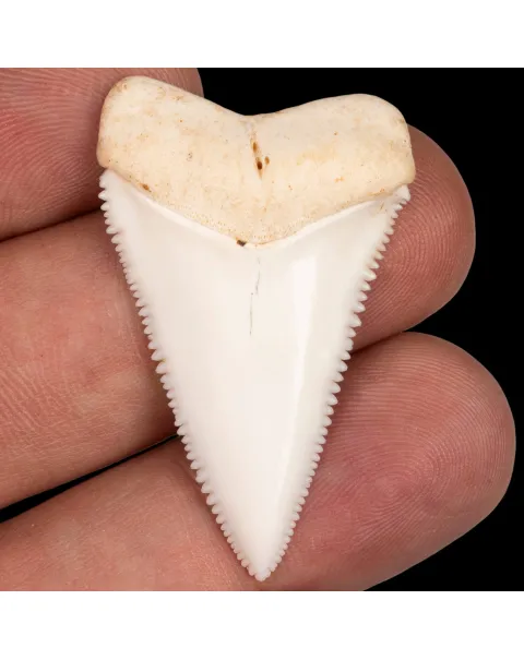 Dente anteriore laterale superiore di squalo bianco.
