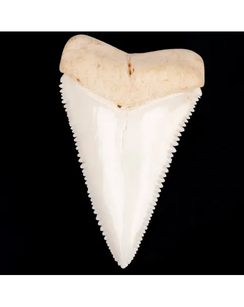 Dente anteriore laterale superiore di squalo bianco.