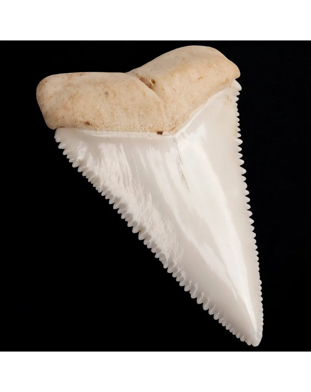 Dente anteriore laterale superiore di squalo bianco.