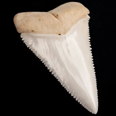 Dente anteriore laterale superiore di squalo bianco.