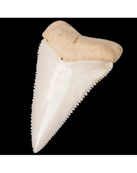 Dente anteriore laterale superiore di squalo bianco.