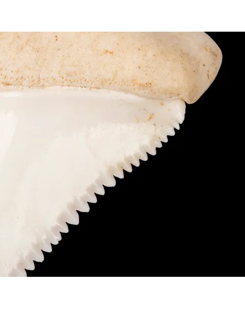 Dente anteriore laterale superiore di squalo bianco.