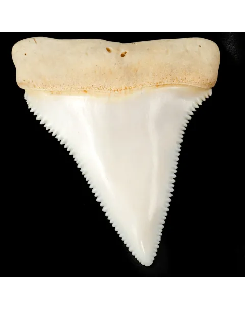 Dente superiore posteriore sinistro di squalo bianco.