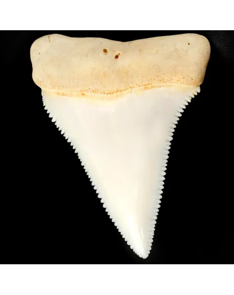 Dente superiore posteriore sinistro di squalo bianco.