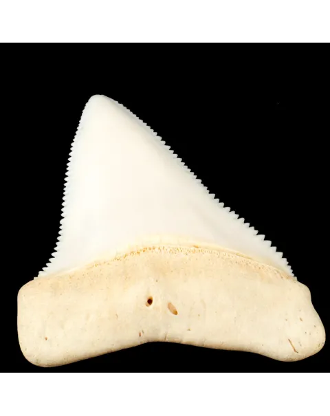 Dente superiore posteriore sinistro di squalo bianco.