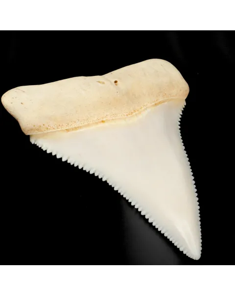 Dente superiore posteriore sinistro di squalo bianco.