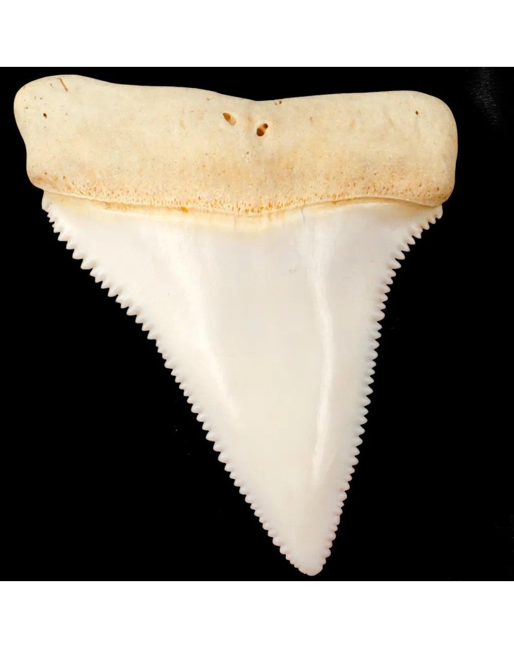 Dente superiore posteriore sinistro di squalo bianco.