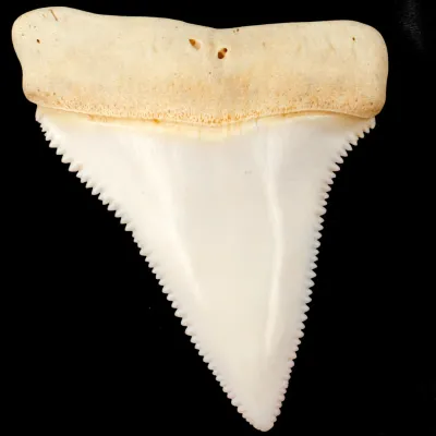 Dente superiore posteriore sinistro di squalo bianco.