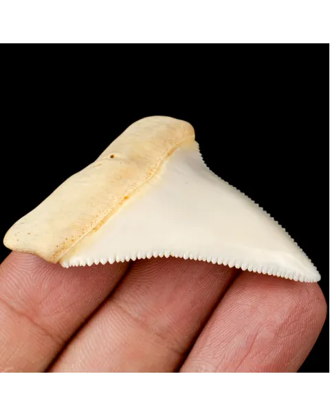 Dente superiore posteriore sinistro di squalo bianco.