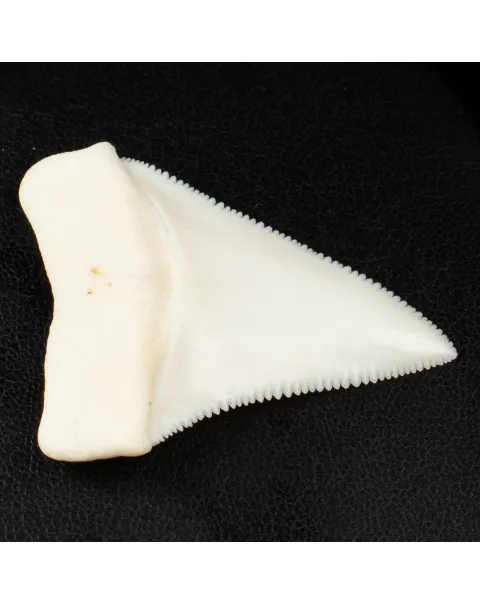 Carcharodon Carcharias: Il Fascino Eterno dello Squalo Bianco