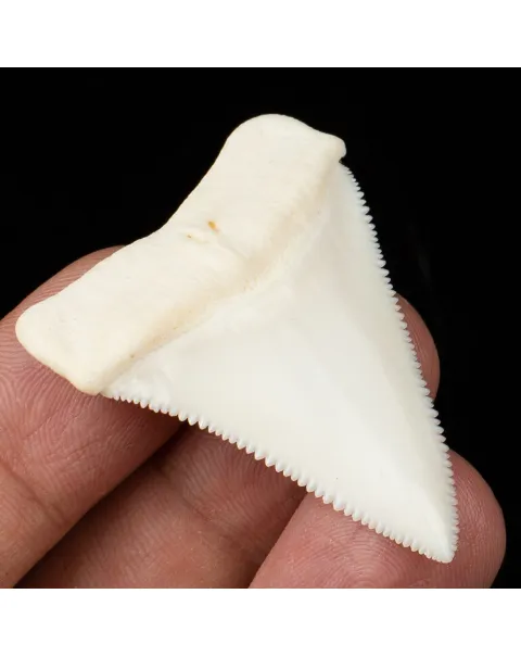 Carcharodon Carcharias: Il Fascino Eterno dello Squalo Bianco