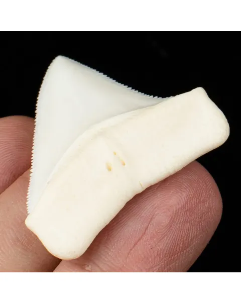 Carcharodon Carcharias: Il Fascino Eterno dello Squalo Bianco