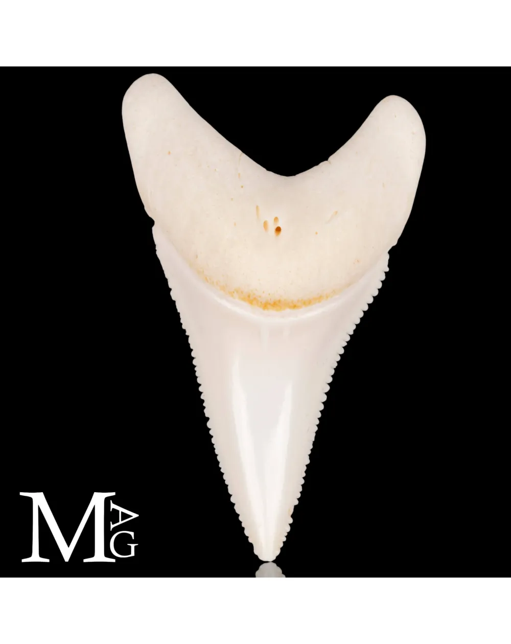 Dente di Squalo Bianco – Superiore Laterale Anteriore Sinistro