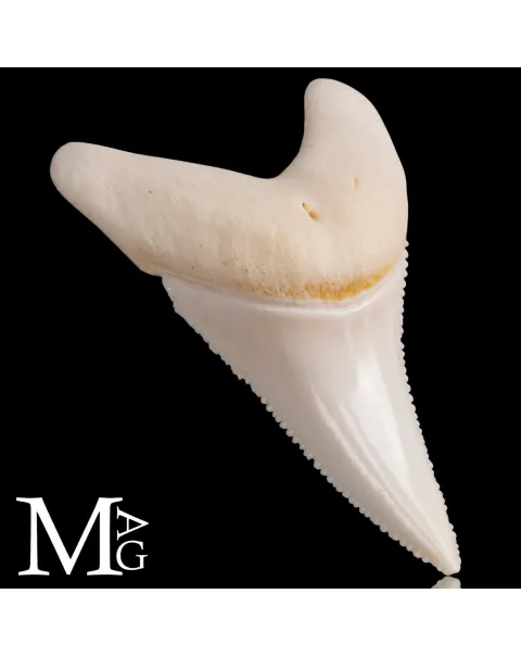 Dente di Squalo Bianco – Superiore Laterale Anteriore Sinistro