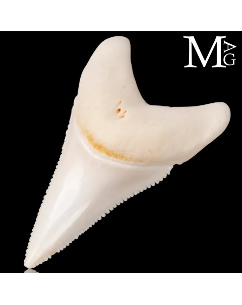 Dente di Squalo Bianco – Superiore Laterale Anteriore Sinistro