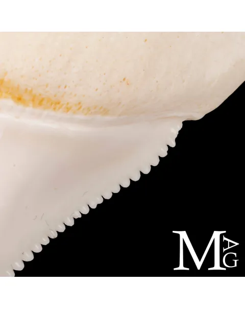Dente di Squalo Bianco – Superiore Laterale Anteriore Sinistro