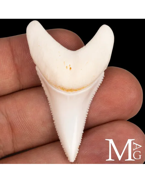 Dente di Squalo Bianco – Superiore Laterale Anteriore Sinistro