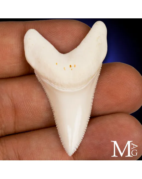 Dente di Squalo Bianco - L1 della Mascella Superiore Sinistra – 50 mm