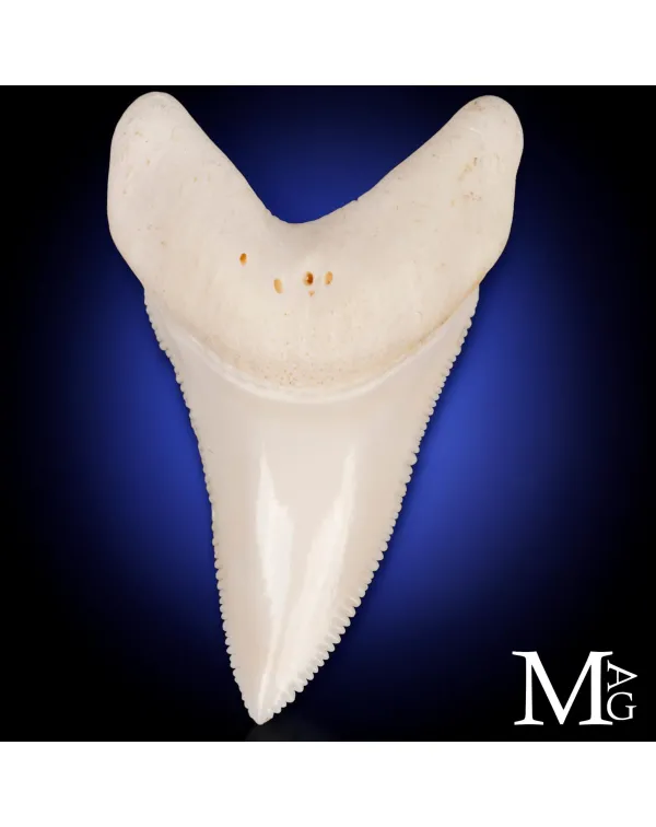 Dente di Squalo Bianco - L1 della Mascella Superio...