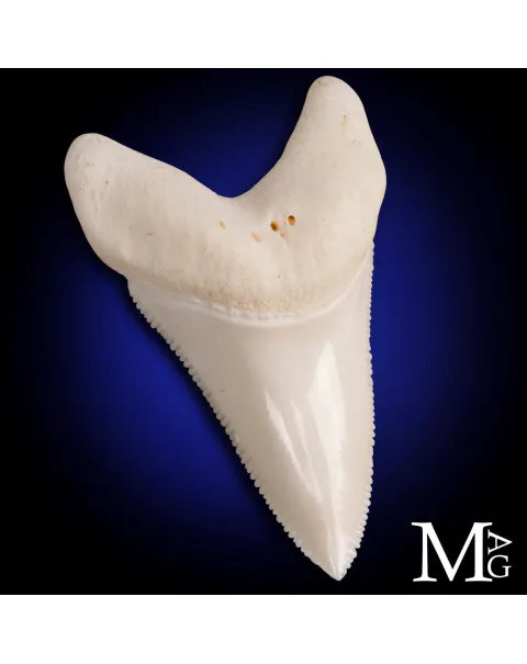 Dente di Squalo Bianco - L1 della Mascella Superiore Sinistra – 50 mm
