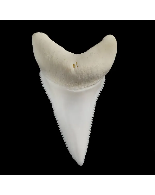 Dente Di Squalo Bianco