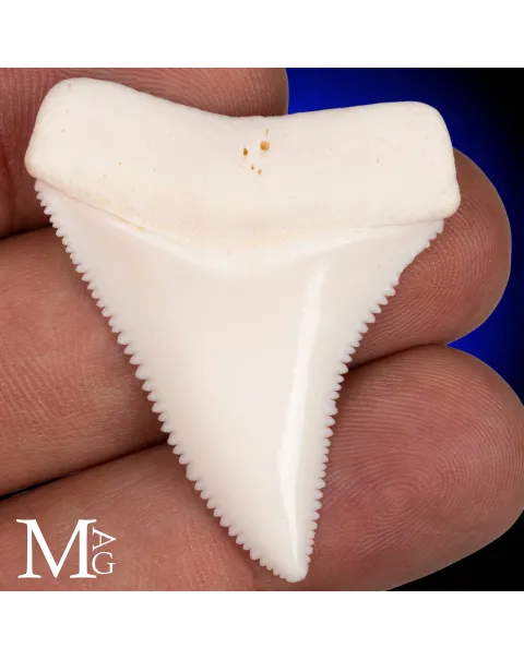 Grande Squalo Bianco - Dente A2 Superiore Sinistro – 46,5 mm