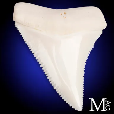 Grande Squalo Bianco - Dente A2 Superiore Sinistro...