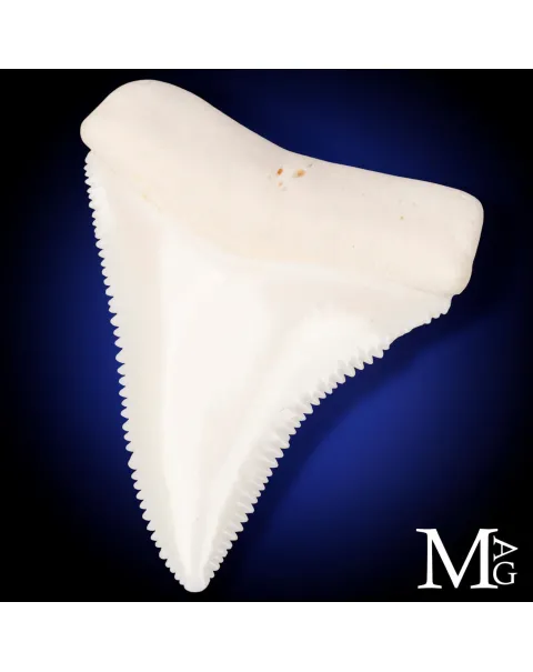 Grande Squalo Bianco - Dente A2 Superiore Sinistro – 46,5 mm