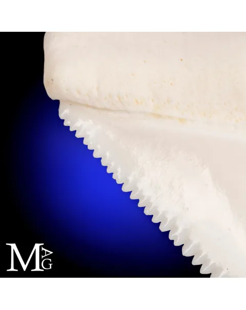 Grande Squalo Bianco - Dente A2 Superiore Sinistro – 46,5 mm