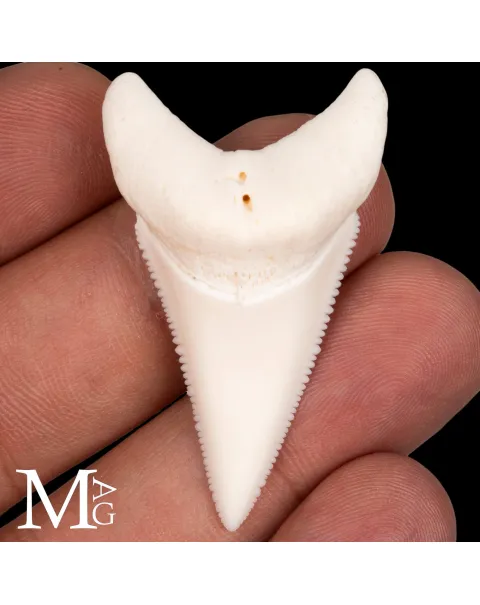 Dente di Squalo Bianco – Superiore Laterale Destro – 48,5 mm