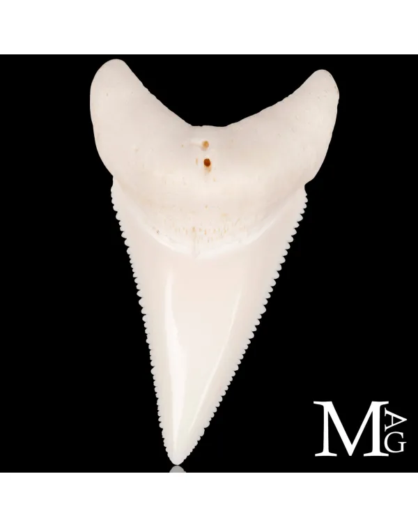 Dente di Squalo Bianco – Superiore Laterale Dest...