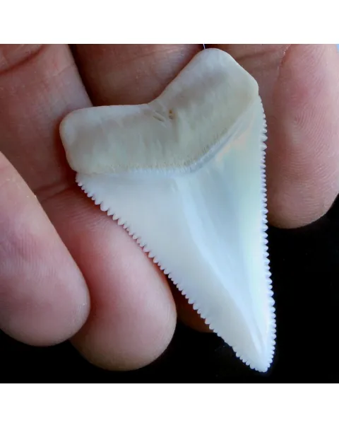 Dente Di Squalo Bianco