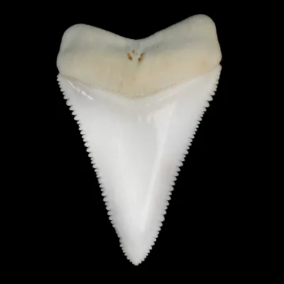 Dente Di Squalo Bianco