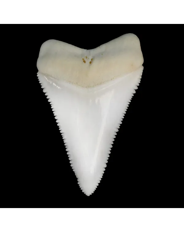 Dente Di Squalo Bianco